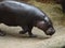 Giant Hippopotamus walking on the ground in the zoo