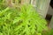 Giant hogweed.