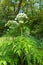 Giant hogweed