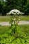 Giant hogweed