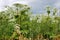 Giant hogweed