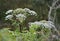 Giant Hogweed