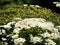 Giant Hogweed dangerous flower head cluster