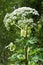 Giant hogweed on the edge of the forest