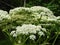 Giant Hogweed flower clusters beautiful but dangerous