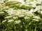 Giant Hogweed flower heads are beautiful but deadly