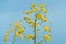 Giant Hogweed, a giant hogweed against blue sky, dangerous plant