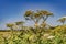 giant hogweed growing in the countryside by the road. Blue cloudless sky on background