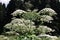 Giant hogweed growing in a field in the mountains of the Adygea Heracleum manteggazzianum