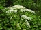 Giant Hogweed grows among common weeds such as grapevine