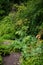 Giant Hogweed (Heracleum mantegazzianum)