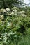 Giant hogweed Heracleum mantegazzianum