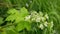 Giant hogweed Heracleum mantegazzianum bloom flower blossom cartwheel-flower, western honey bee flying insects blooming