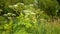 Giant hogweed Heracleum mantegazzianum bloom flower blossom cartwheel-flower, western honey bee flying insects blooming