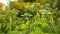 Giant hogweed Heracleum mantegazzianum bloom flower blossom cartwheel-flower, western honey bee flying insects blooming