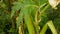 Giant hogweed Heracleum mantegazzianum leaf leaves flower blossom cartwheel-flower, western honey bee flying insects