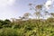 Giant Hogweed Heracleum mantegazzinanum. Lush Wild Giant Hogweed plant with huge baskets of seeds. Free-standing large