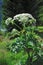 Giant Hogweed (Heracleum sphondylium)