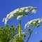 Giant Hogweed (heracleum sphondylium)