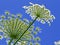 Giant Hogweed, in Latin: heracleum sphondylium