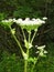 Giant Hogweed plant can grow to 15 feet tall