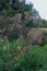 Giant Hogweed Poisonous noxious weed in late summer