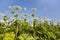 Giant hogweed in sunlight in summer. A large plant wrestler