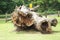 Giant hollow tree trunk near castle Pohansko, Lednice, Czech republic