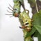 The giant horned caterpillar of the Royal Walnut Moth, Regal Moth or Hickory Horned Devil, Citheronia regalis on a leaf.