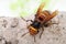 Giant hornet on a tree surface