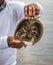 Giant horseshoe crab Limulus polyphemus.