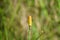 Giant horsetail closeup view with selective focus on foreground