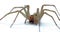 Giant House Spider