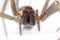 Giant House Spider