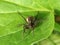 Giant House Spider with laying eggs