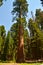 Giant Huge Sequoia Trees