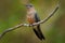 Giant hummingbird, Patagona gigas, bird sitting von the branch in the nature mountain habitat, Antisana NP, Ecuador. Birdwatching