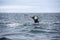 Giant Humpback Whale Tale in Iceland