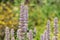 Giant hyssop flowers