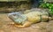 Giant iguana in zoo