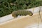 Giant Imperial Moth Caterpillar Looking to go to Ground to make a Cocoon