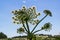 Giant inflorescence Hogweed plant against blue sky. Latin name: heracleum sphondyl