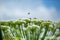 Giant inflorescence of Hogweed plant. Heracleum sphondylium.