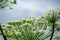 Giant inflorescence of Hogweed plant. Heracleum sphondylium.