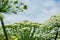 Giant inflorescence of Hogweed plant. Heracleum sphondylium.