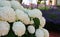 Giant inflorescences of spherical white hydrangea