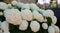 Giant inflorescences of spherical white hydrangea