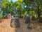 Giant Iron Age stone jars in wooded glade. Xiangkhoang Plateau,