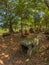 Giant Iron Age stone jars in wooded glade. Xiangkhoang Plateau,