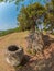 Giant Iron Age stone jars on wooded hill. Xiangkhoang Plateau, L